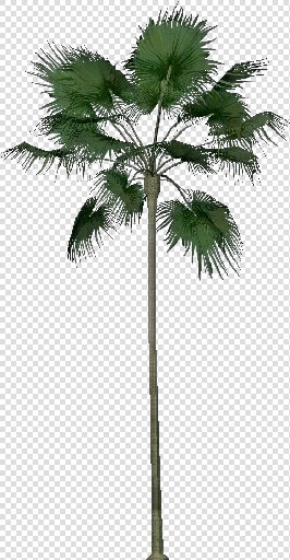 3d Trees   Livistona Merrillii   Acca Software   Borassus Flabellifer  HD Png DownloadTransparent PNG