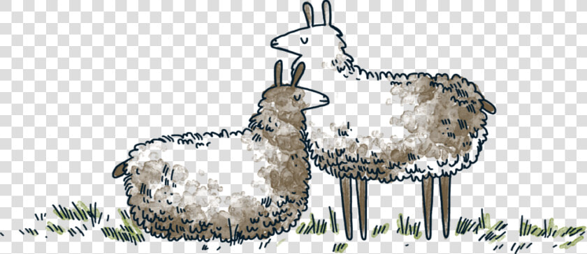 Llamas   Sheep  HD Png DownloadTransparent PNG