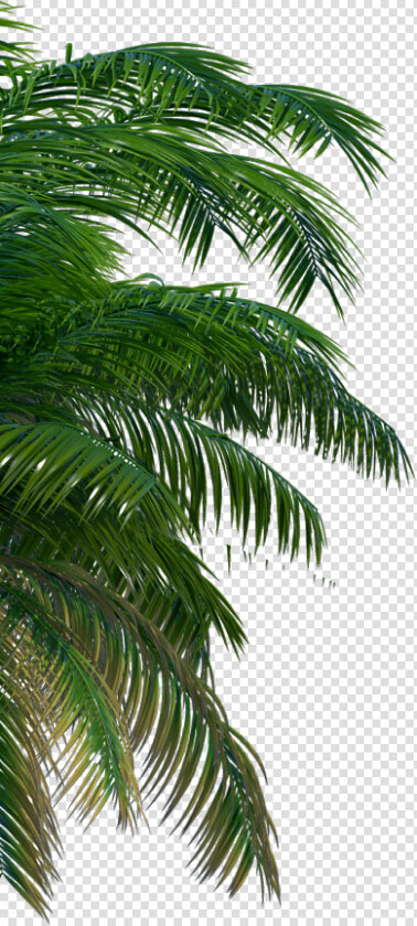 Park Image   Attalea Speciosa  HD Png DownloadTransparent PNG