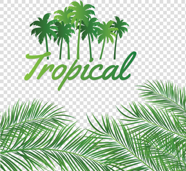 Leaves Decoration With Tropical Coconut Background    Linux Networking  HD Png DownloadTransparent PNG