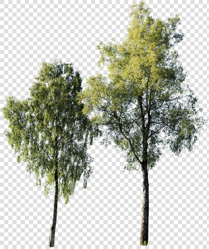 Cut Out Birch Tree  HD Png DownloadTransparent PNG