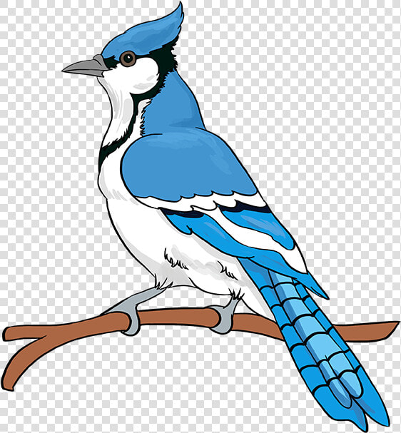 How To Draw Blue Jay   Draw Easy Blue Jay Step  HD Png DownloadTransparent PNG