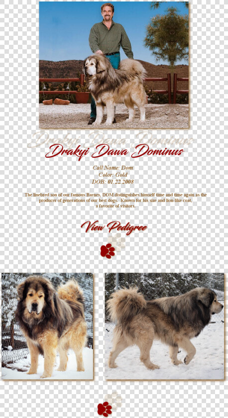 Drakyi Dawa Dominus   Ancient Dog Breeds  HD Png DownloadTransparent PNG