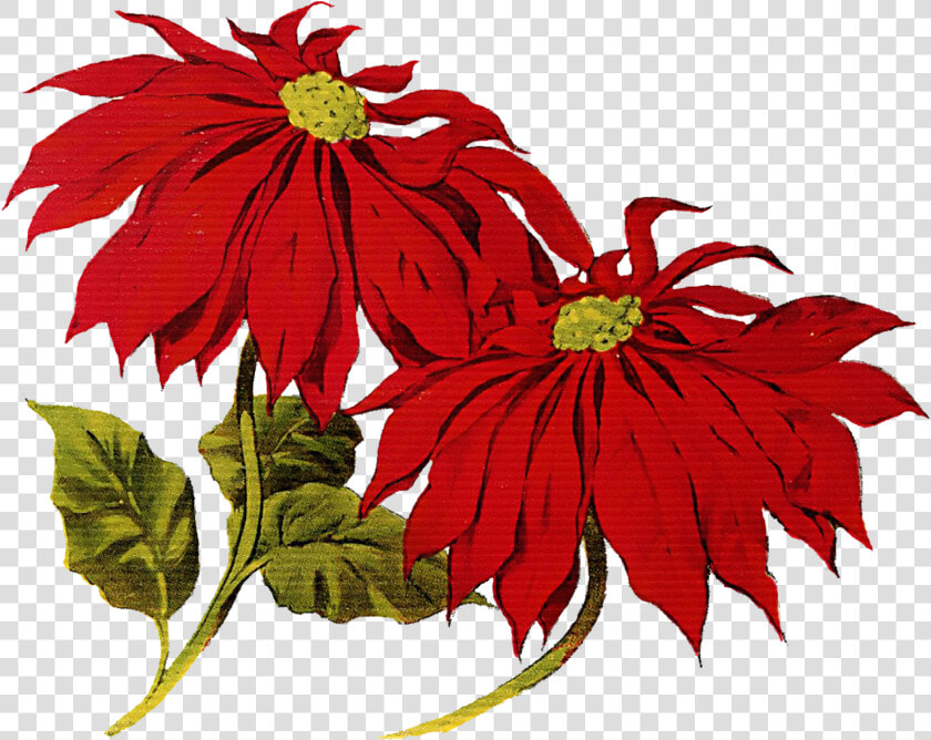 Poinsettia Clipart Merry Christmas   Christmas Vintage Clip Art  HD Png DownloadTransparent PNG