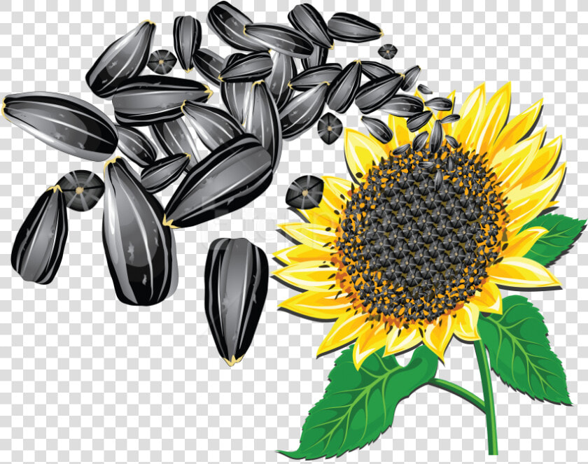 Free Png Download Sunflower Seeds Clipart Png Photo   Transparent Background Sunflower Seed Clipart  Png DownloadTransparent PNG