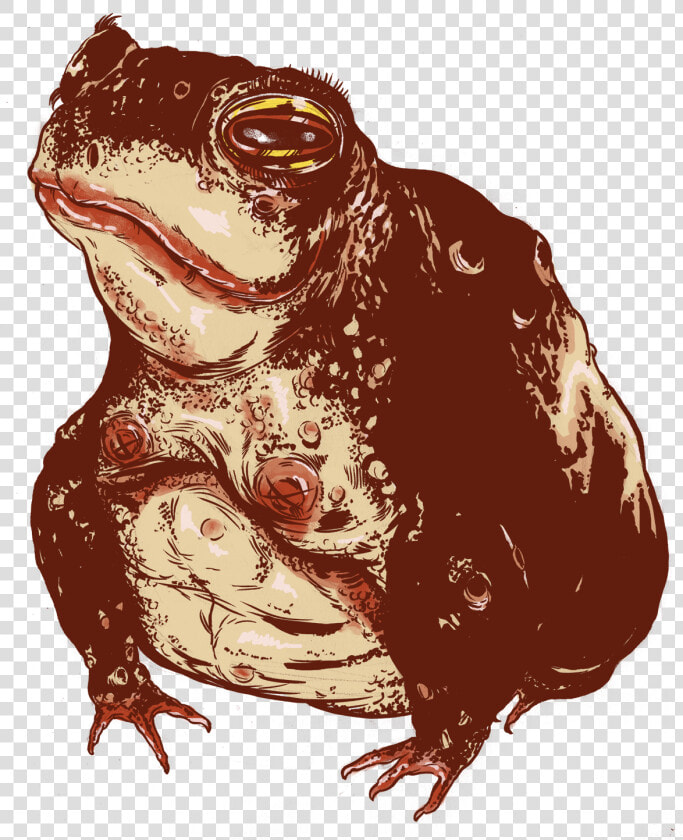 Transparent Toad Animal Png   Eastern Spadefoot  Png DownloadTransparent PNG