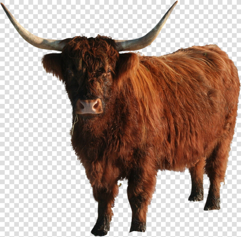 Transparent Yak Png   Bull Transparent  Png DownloadTransparent PNG