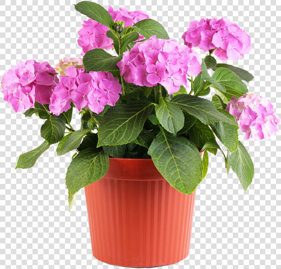 Feel Good About Visiting The Same Nursery Where    Pink Flower Pot Png  Transparent PngTransparent PNG