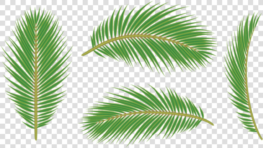 Palm Tree Leaves Png   Leaf Palm Free Png  Transparent PngTransparent PNG