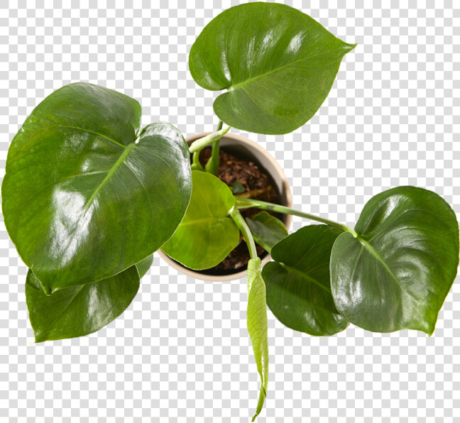 Anthurium  HD Png DownloadTransparent PNG