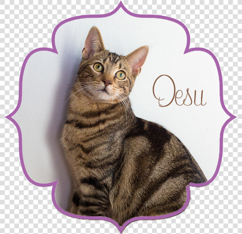 Desu Front   Domestic Short haired Cat  HD Png DownloadTransparent PNG