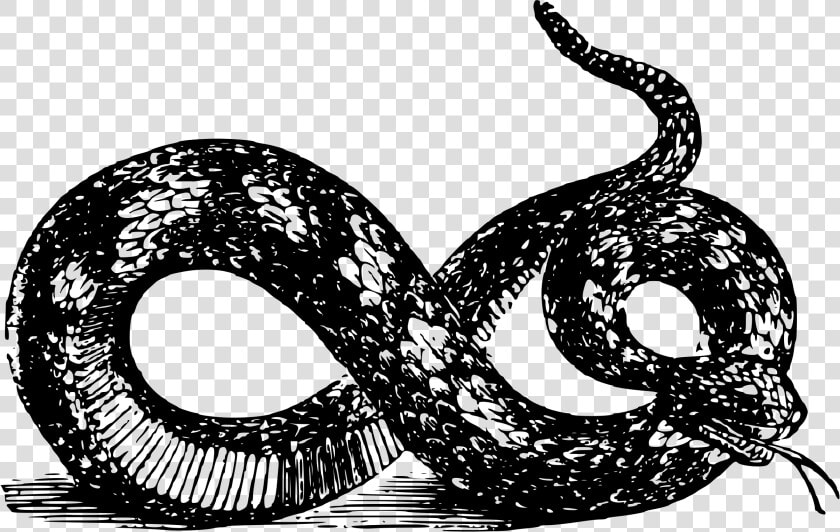 Viper Clipart 2 Snake   Gadsden Flag Black And White Hd  HD Png DownloadTransparent PNG