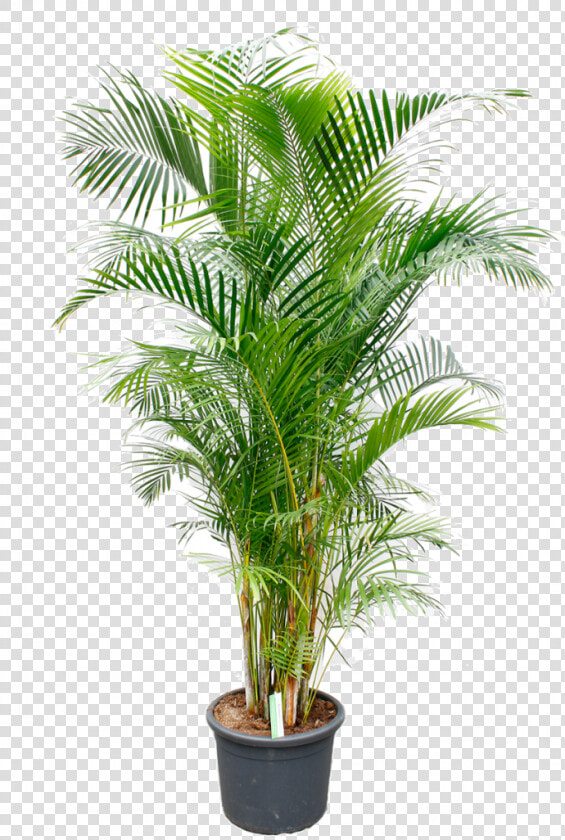 Dracena Fragrance  HD Png DownloadTransparent PNG