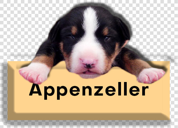 Pups   Appenzeller Sennenhund  HD Png DownloadTransparent PNG