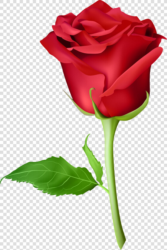 Transparent Long Stem Rose Clipart   Picsart Rose Png Hd  Png DownloadTransparent PNG