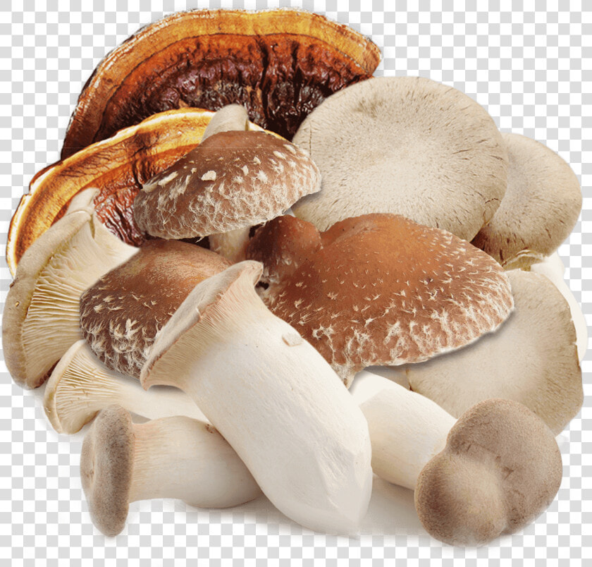 تولید قارچ گانودرما در ایران   Shiitake Png  Transparent PngTransparent PNG