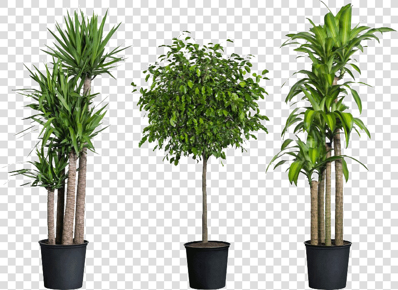 Home Depot Have House Plants   Png Download   Transparent Indoor Plants Png  Png DownloadTransparent PNG