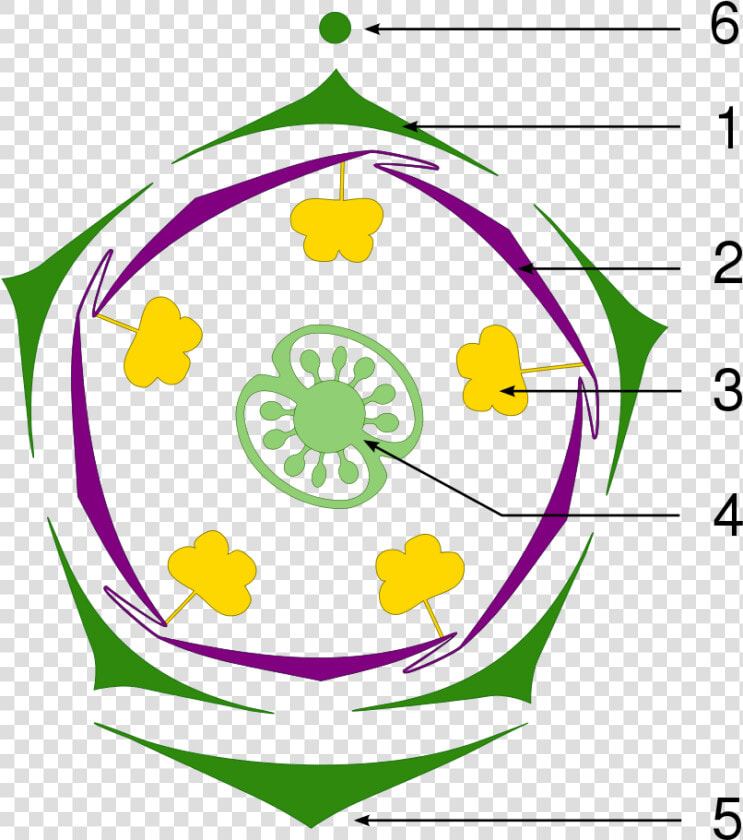 Floral Diagram Of Petunia  HD Png DownloadTransparent PNG