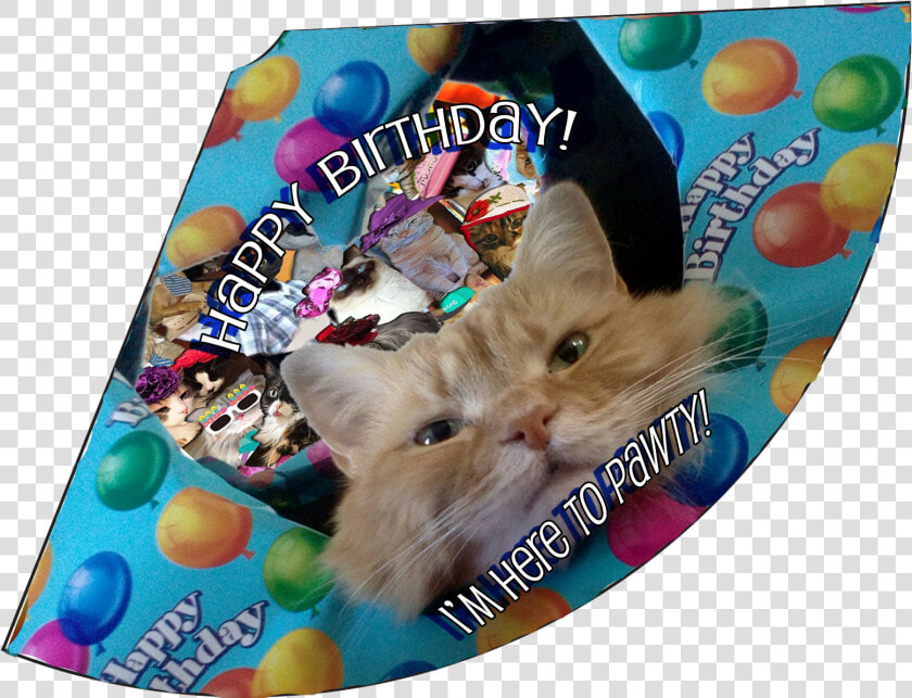 Here To Pawty Birthday Hat   Cat Grabs Treat  HD Png DownloadTransparent PNG