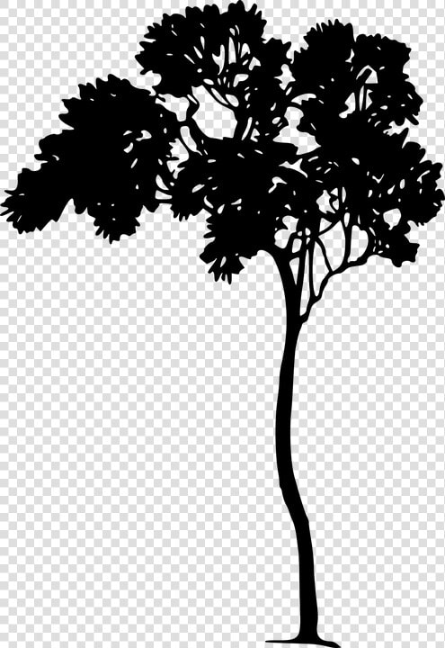 Forest  Nature  Plant  Tree  Vegetation  Wood  HD Png DownloadTransparent PNG