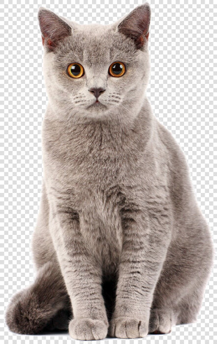 Cat Png Photo   Cat Powerpoint Templates Indir  Transparent PngTransparent PNG