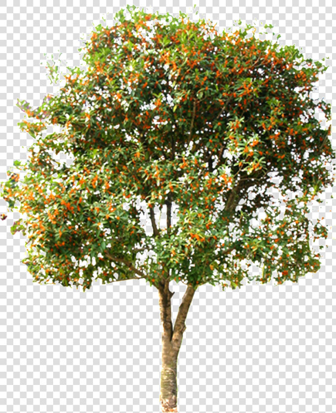 This Graphics Is Beautiful Hd Spring Tree Vector About   Spring Tree Png  Transparent PngTransparent PNG