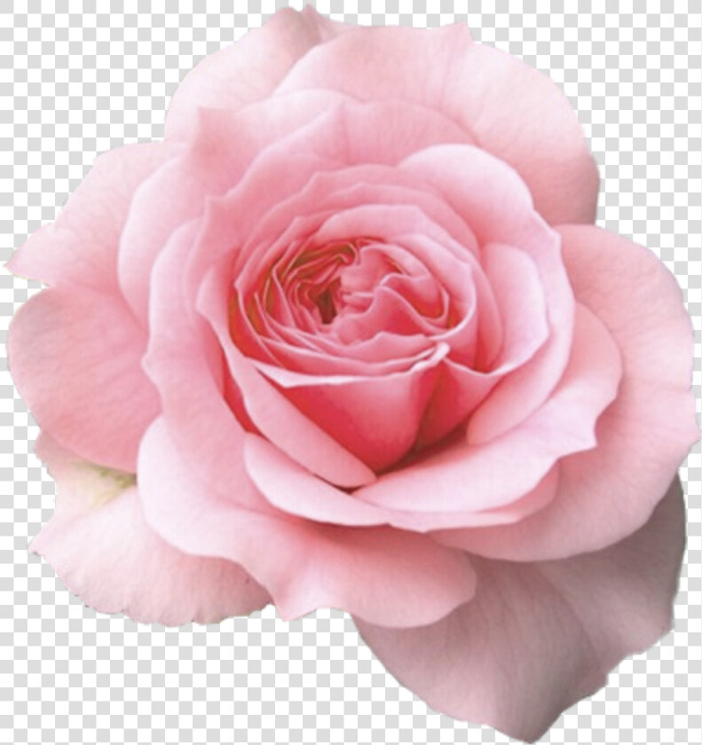 Mum In A Million Rose  HD Png DownloadTransparent PNG