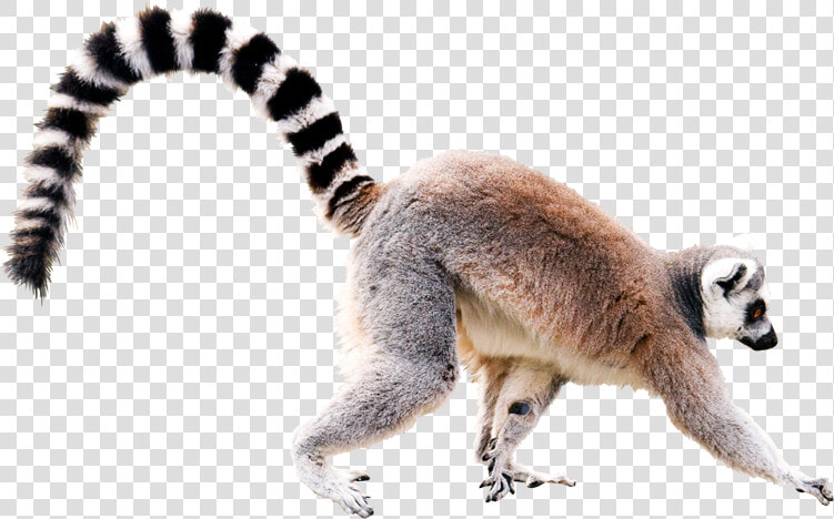 Lemur Png   Ring Tailed Lemur White Background  Transparent PngTransparent PNG