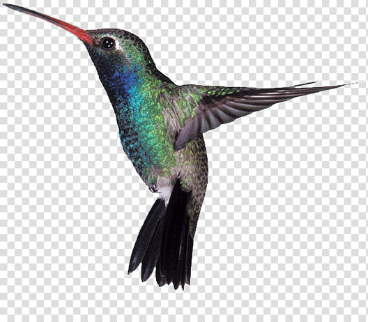 Humming Bird  HD Png DownloadTransparent PNG