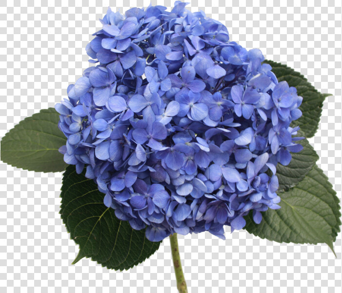 Blue Hydrangea Png   Hydrangea Select Shoking Blue  Transparent PngTransparent PNG