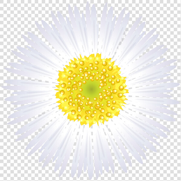 Camomile  HD Png DownloadTransparent PNG