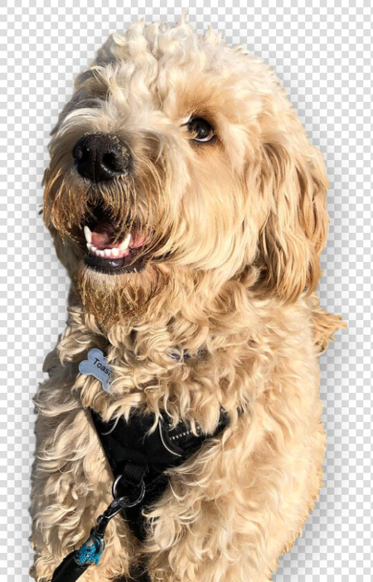 Labradoodle  HD Png DownloadTransparent PNG