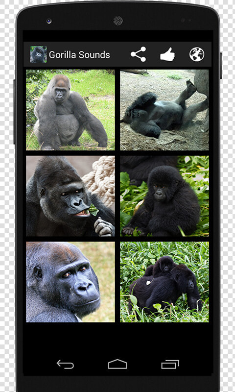 Western Lowland Gorilla  HD Png DownloadTransparent PNG