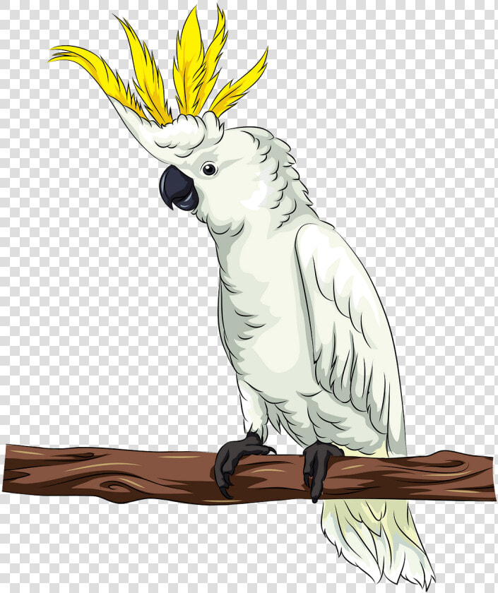 Cockatoo Png  Transparent PngTransparent PNG