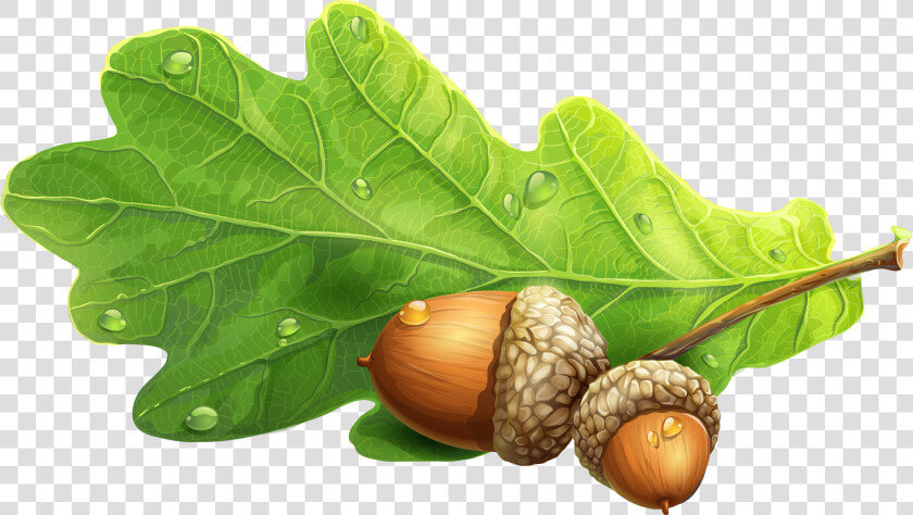 Acorn Png Image   Oak Leaf Acorn Png  Transparent PngTransparent PNG