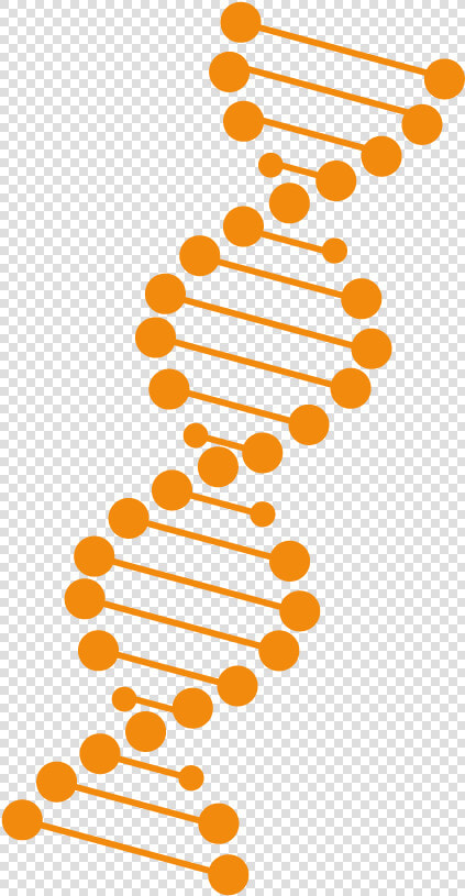 Adn naranja   Png Download   Circle  Transparent PngTransparent PNG