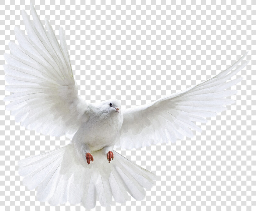 Dove Bird Png   Danish Zehen Ka Background  Transparent PngTransparent PNG