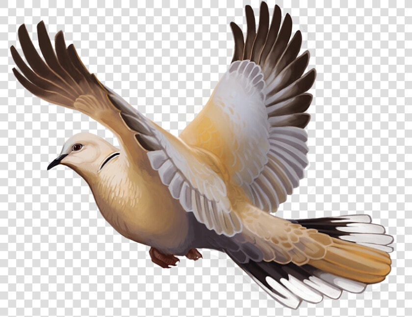 Image   Eurasian Collared Dove Expansion  HD Png DownloadTransparent PNG