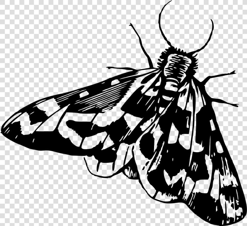 Moth   Moth Clipart Black And White  HD Png DownloadTransparent PNG