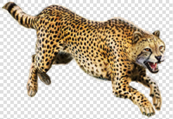 Cheetah Jumping Png   Png Transparent Cheetah Png  Png DownloadTransparent PNG