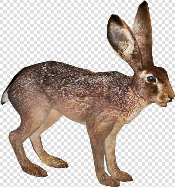 Jack Rabbit Rabit   Black tailed Jackrabbit  HD Png DownloadTransparent PNG