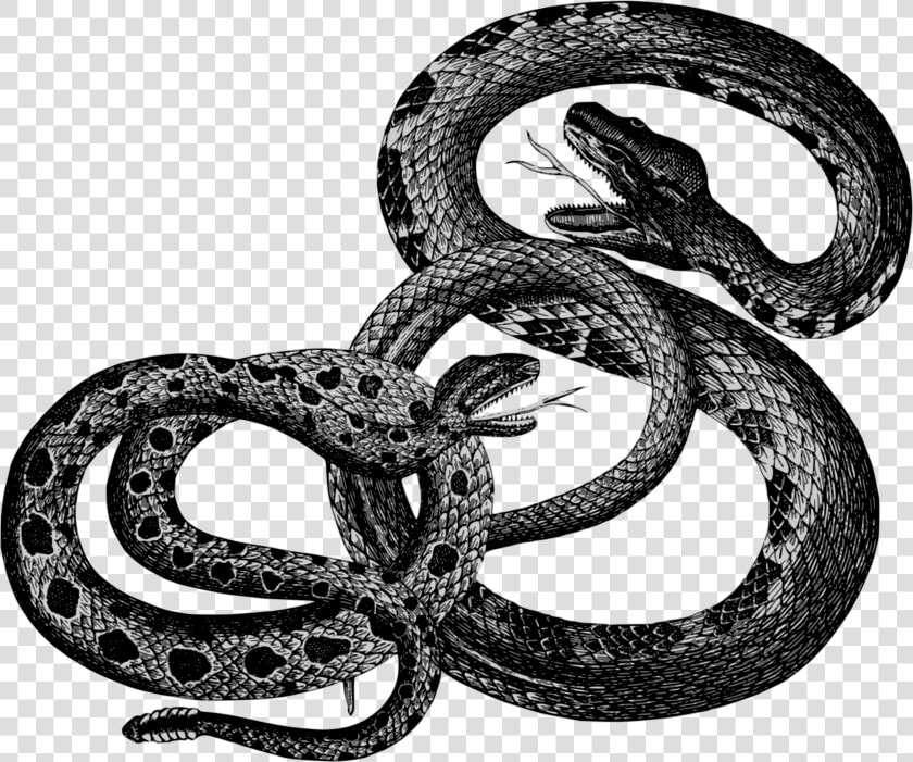 Kingsnake reptile boa Constrictor   Snakes Vintage  HD Png DownloadTransparent PNG