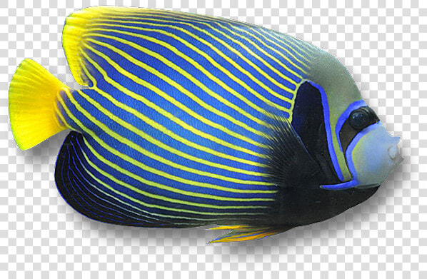 Angelfish White Background  HD Png DownloadTransparent PNG