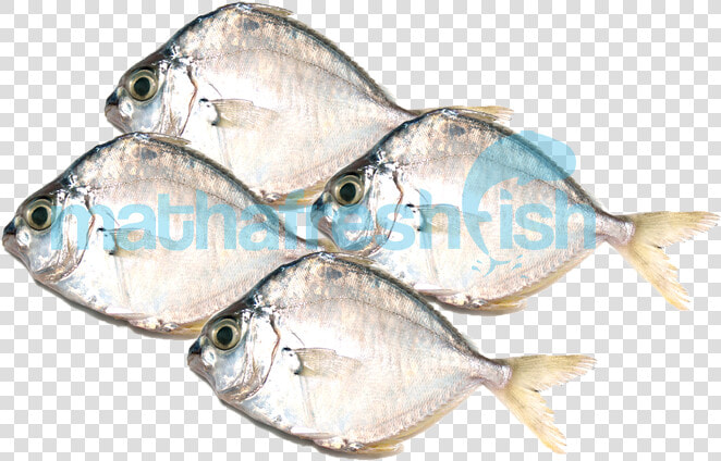 Gulf Flounder  HD Png DownloadTransparent PNG