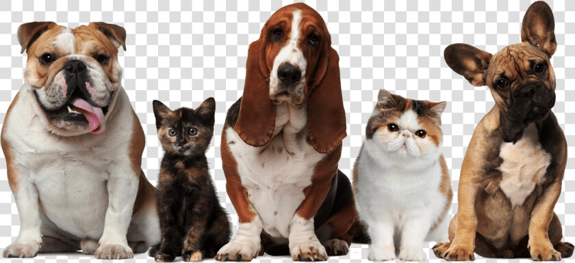 Main Png Dogs And Cats19202017 10 122017 10 12http   Pets Cats And Dogs  Transparent PngTransparent PNG