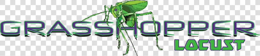 Weevil  HD Png DownloadTransparent PNG