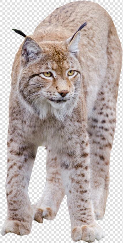 Lynx Standing Png Image   Transparent Bobcat Png  Png DownloadTransparent PNG