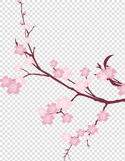 Cherry Blossom Png Images Transparent Free Download   Cherry Blossom Background Png  Png DownloadTransparent PNG