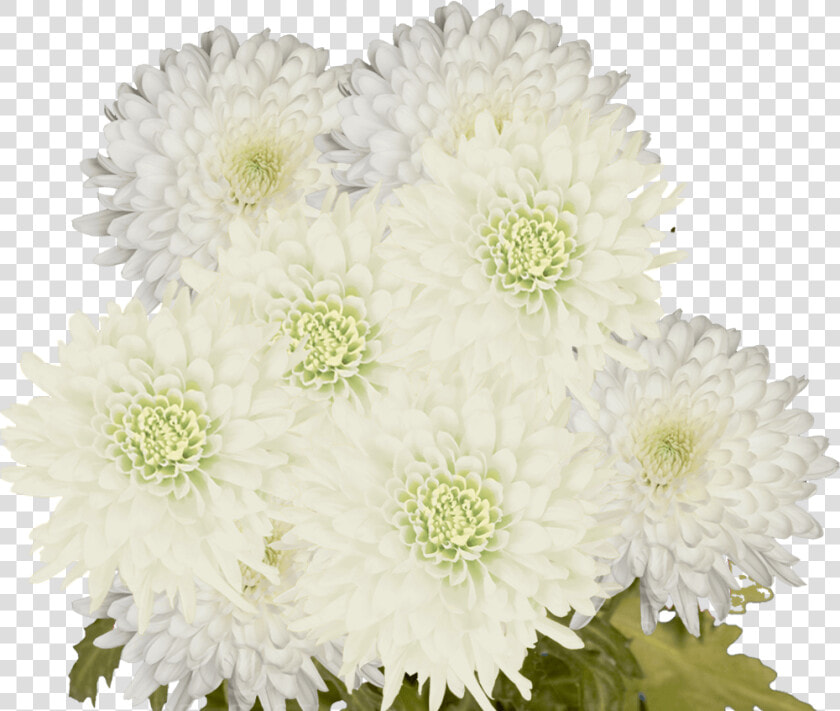 Chrysanthemum  HD Png DownloadTransparent PNG