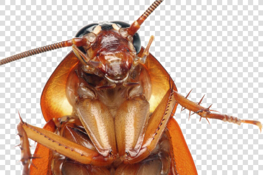 Cockroach Png Transparent Images   Cockroach Head Close Up  Png DownloadTransparent PNG